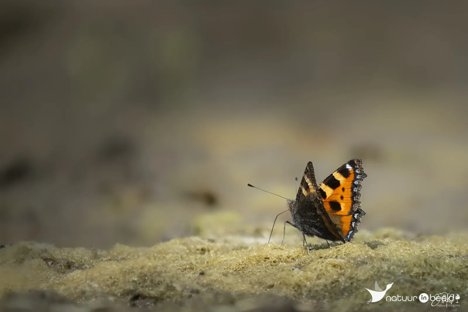 Kleine vos — natuurfoto van E&A Natuurfotografie 