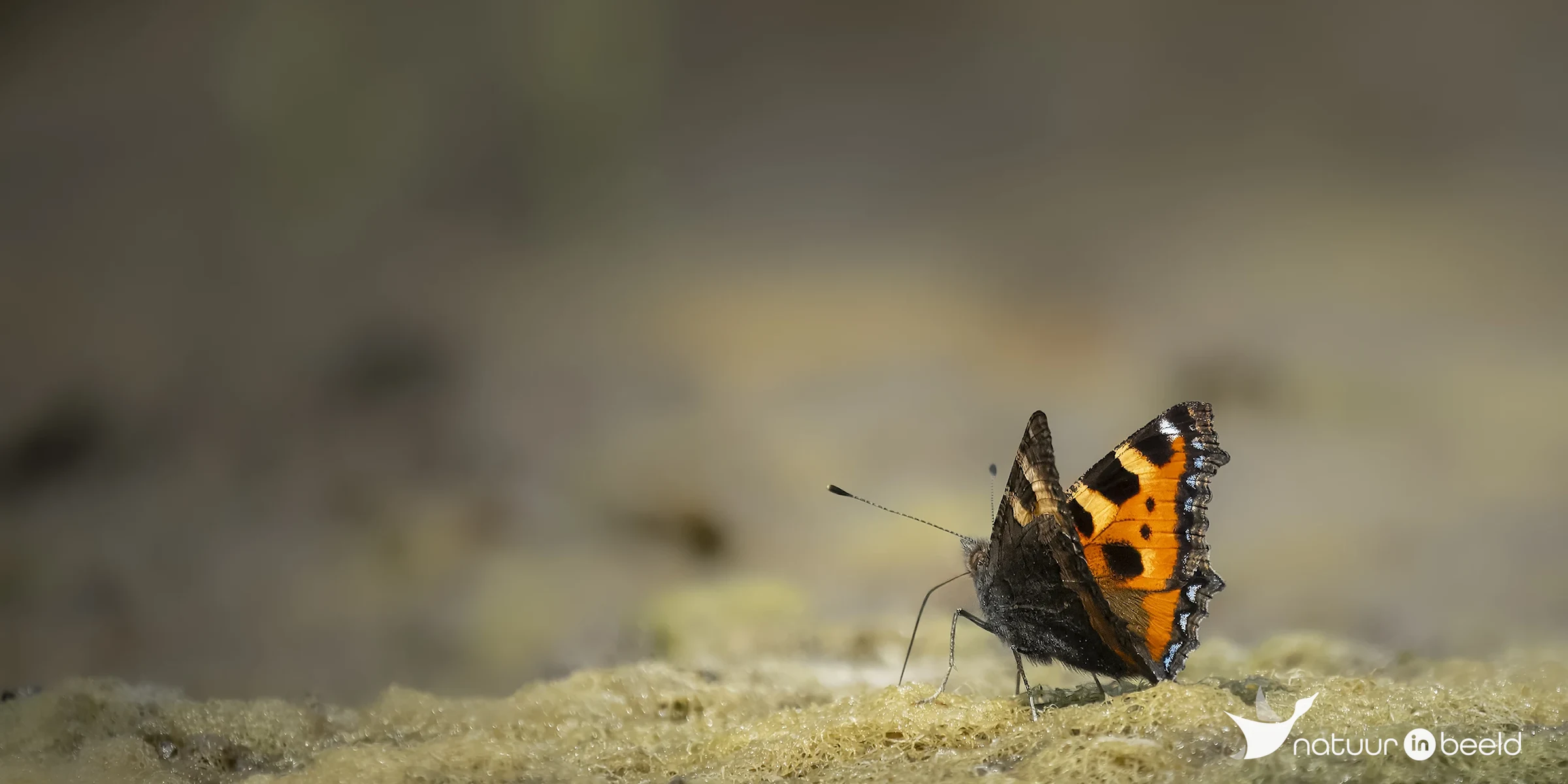 Kleine vos — natuurfoto van E&A Natuurfotografie