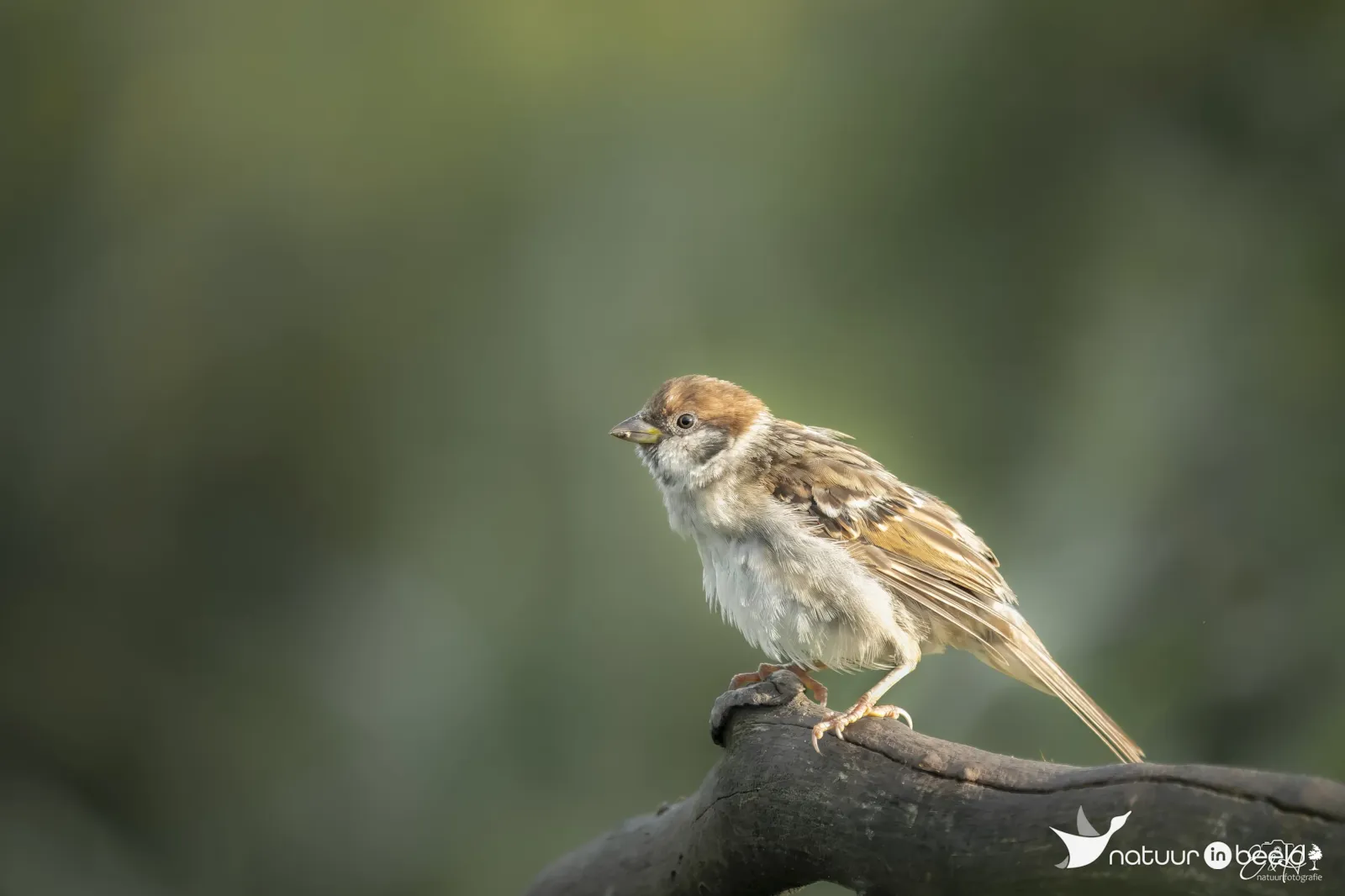 Ringmus juveniel — natuurfoto van E&A Natuurfotografie 