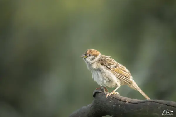 Ringmus juveniel