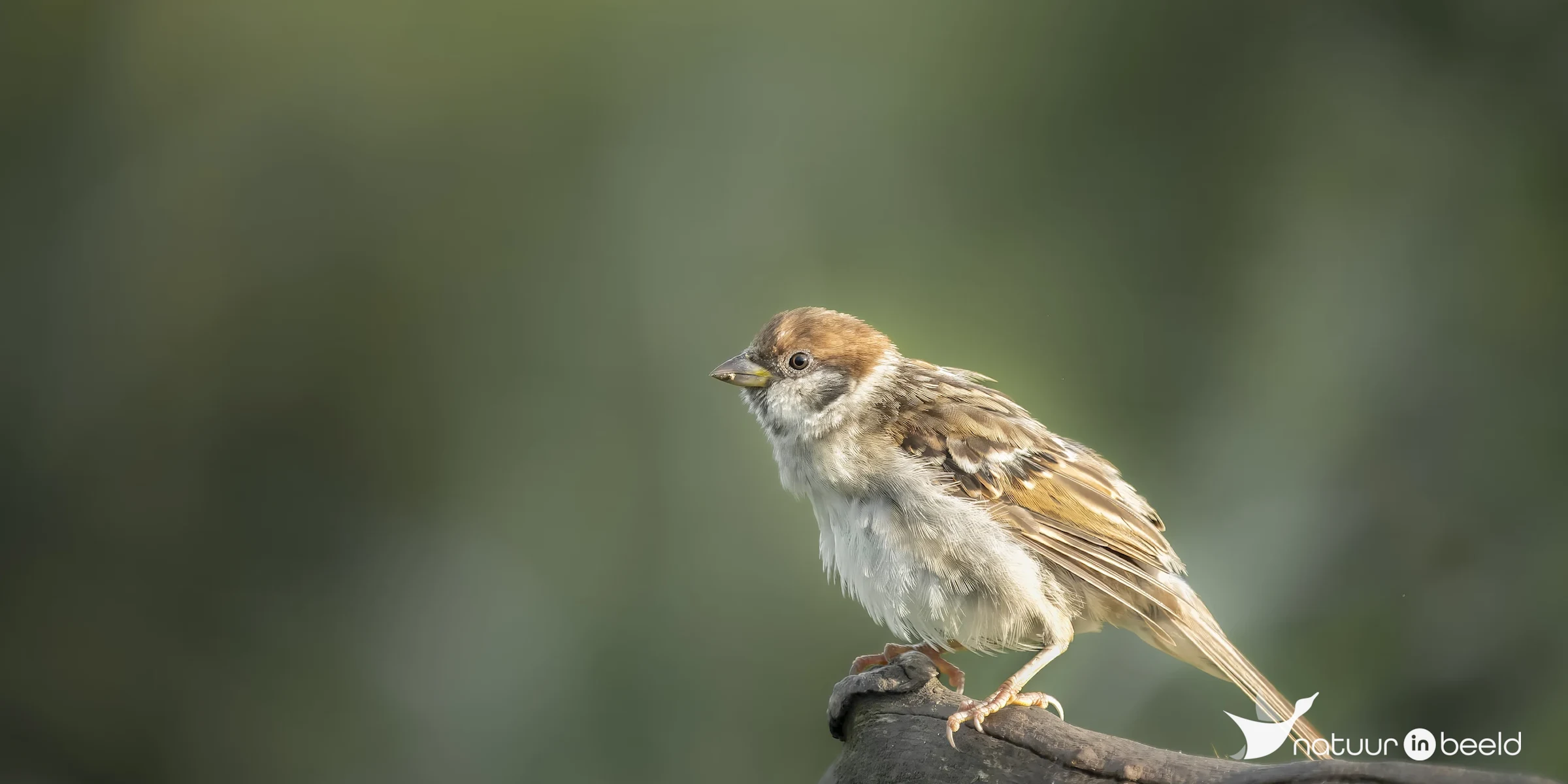 Ringmus juveniel — natuurfoto van E&A Natuurfotografie