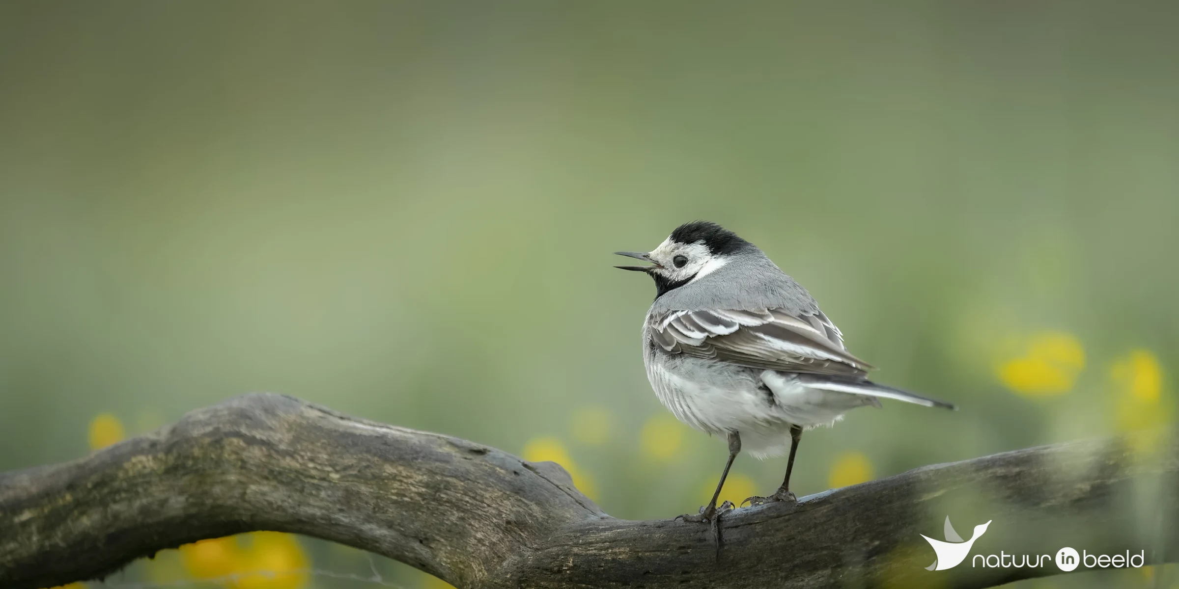 Witte kwikstaart — natuurfoto van E&A Natuurfotografie