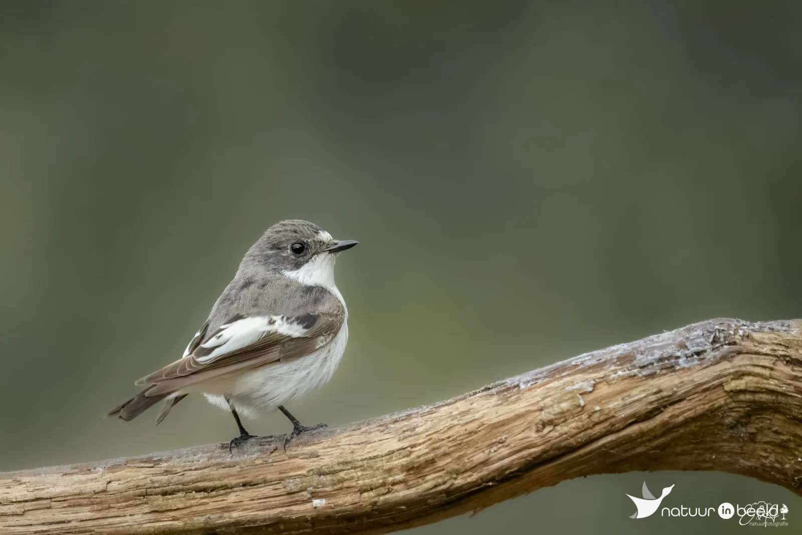 Bonte vliegenvanger — natuurfoto van E&A Natuurfotografie 