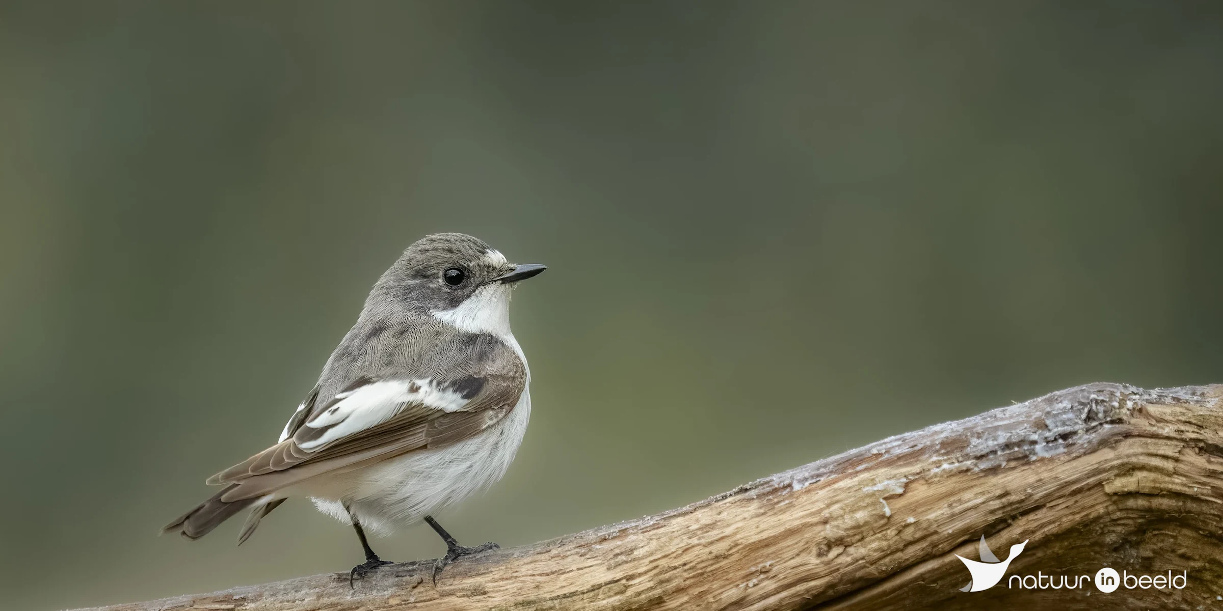 Bonte vliegenvanger — natuurfoto van E&A Natuurfotografie