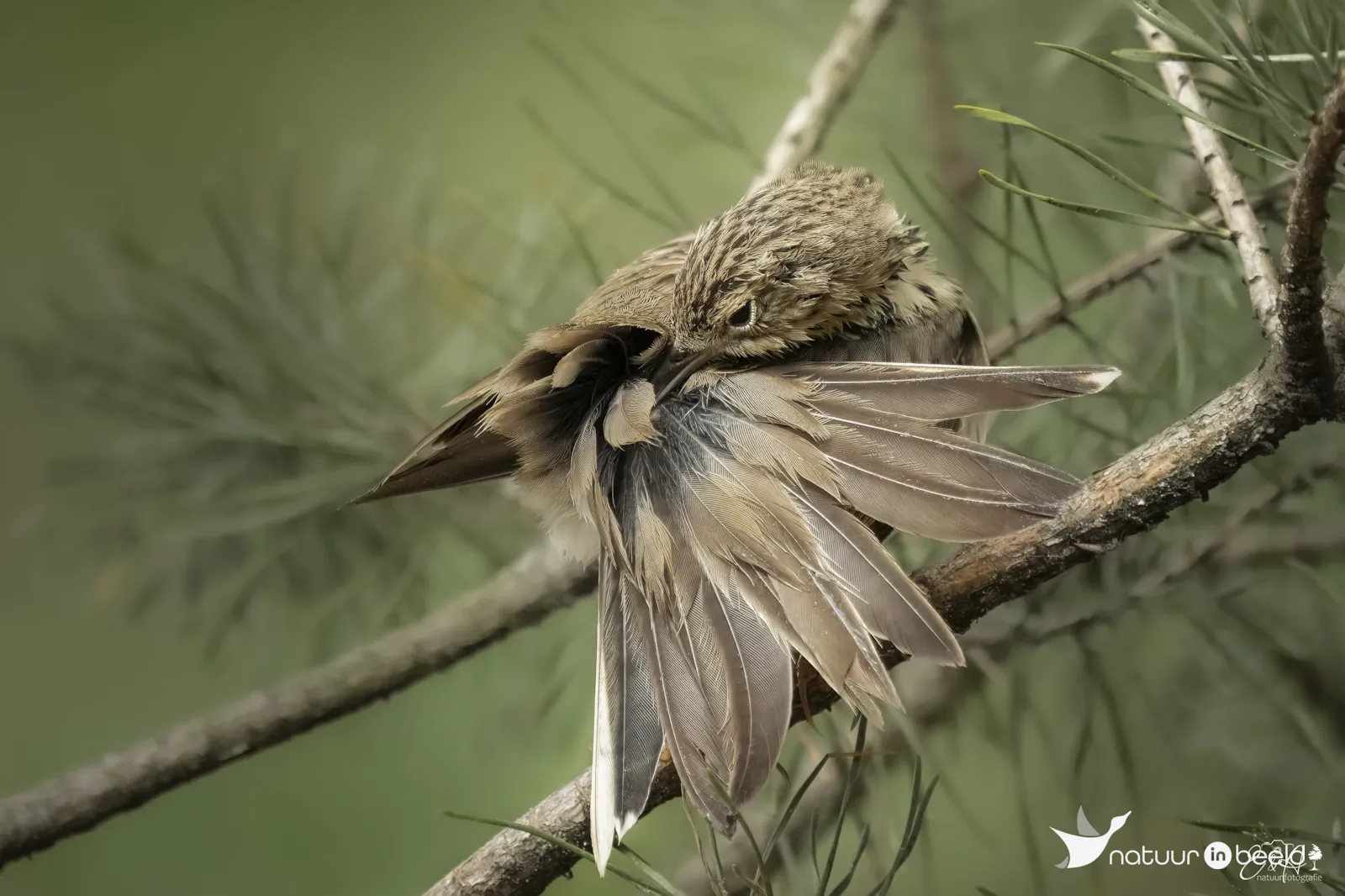 Boompieper — natuurfoto van E&A Natuurfotografie 