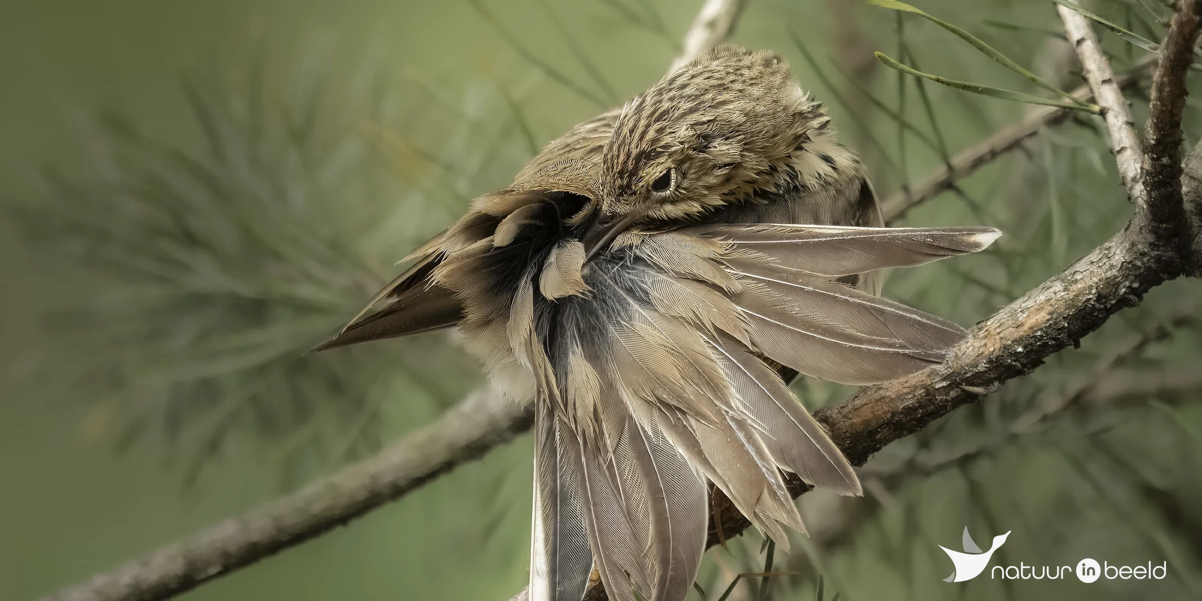 Boompieper — natuurfoto van E&A Natuurfotografie