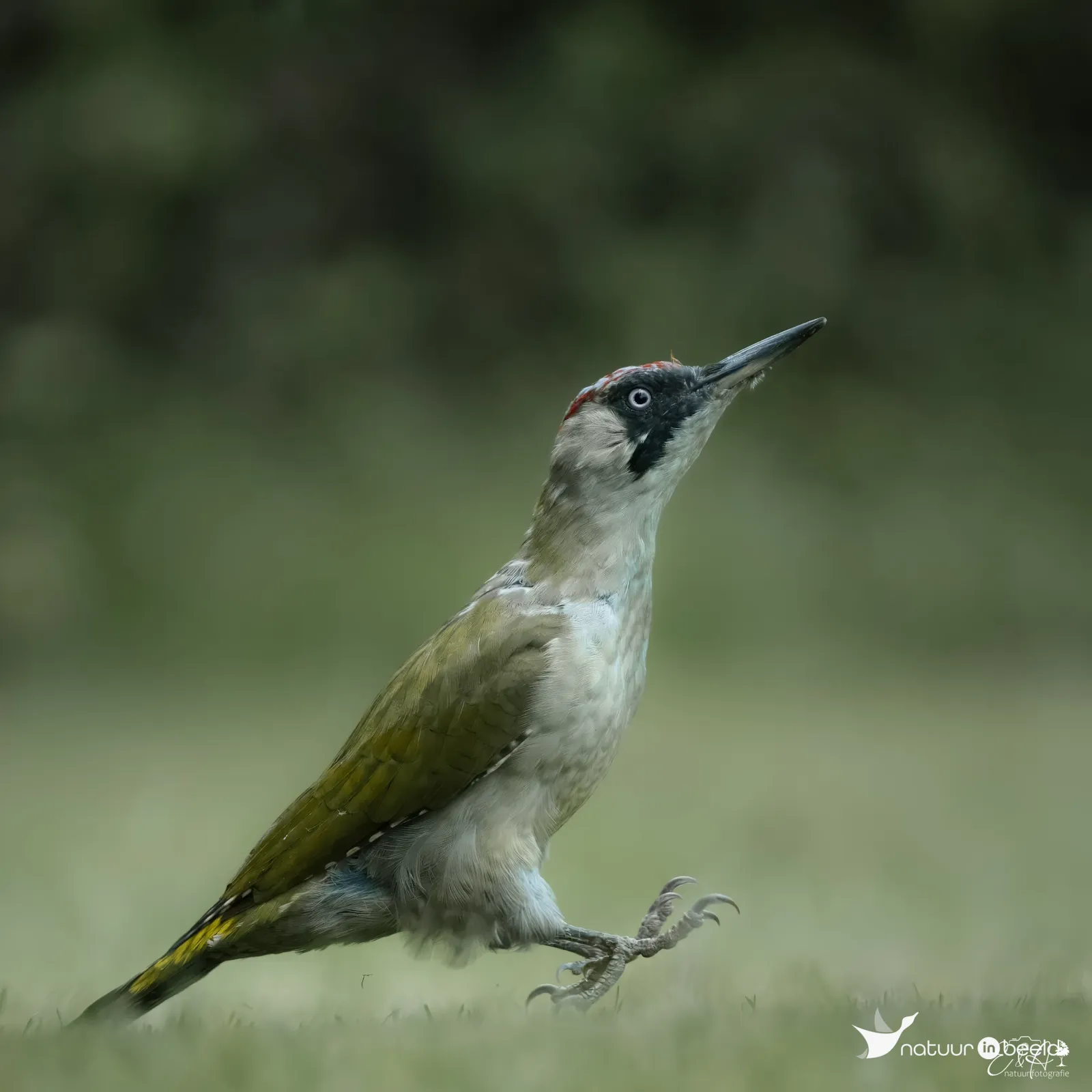 Groene specht — natuurfoto van E&A Natuurfotografie 
