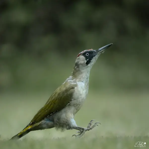 Groene specht