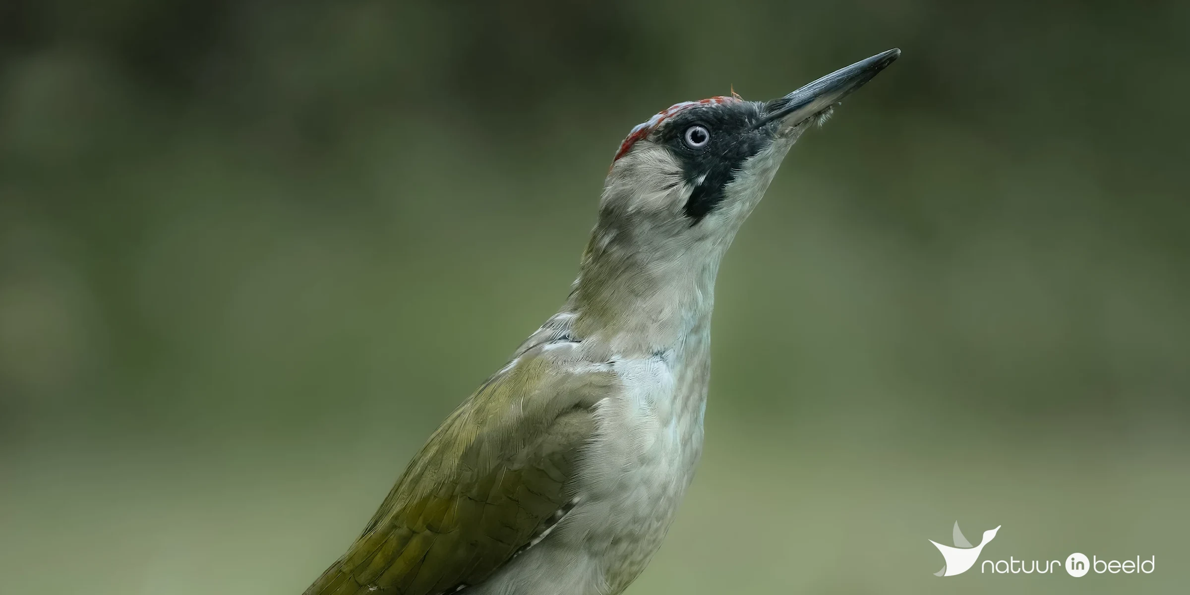 Groene specht — natuurfoto van E&A Natuurfotografie