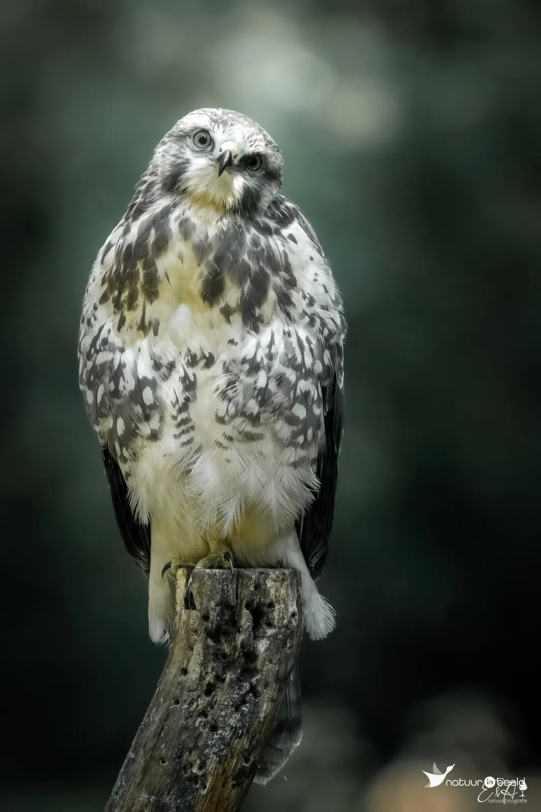 Buizerd — natuurfoto van E&A Natuurfotografie 