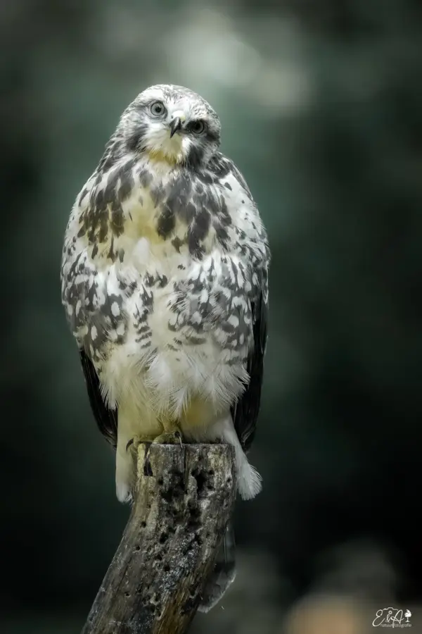 Buizerd