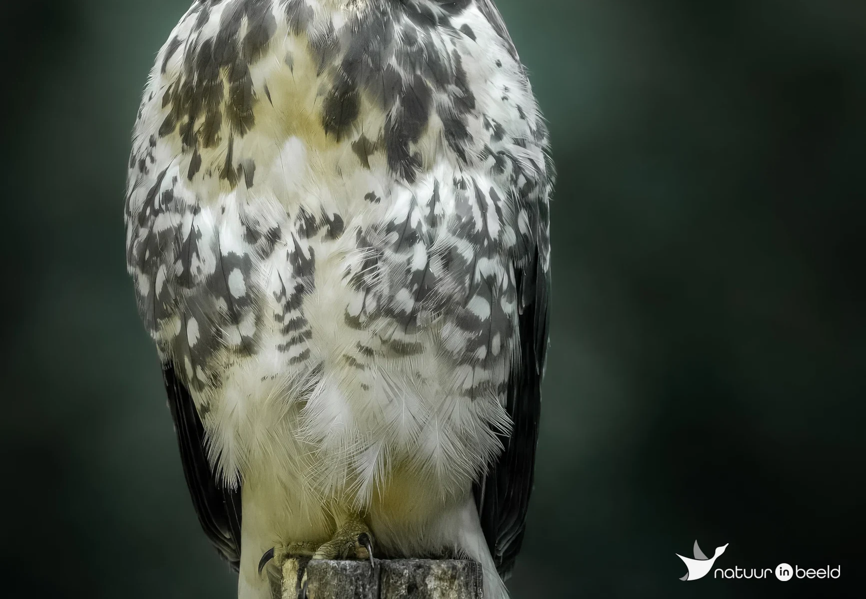 Buizerd — natuurfoto van E&A Natuurfotografie