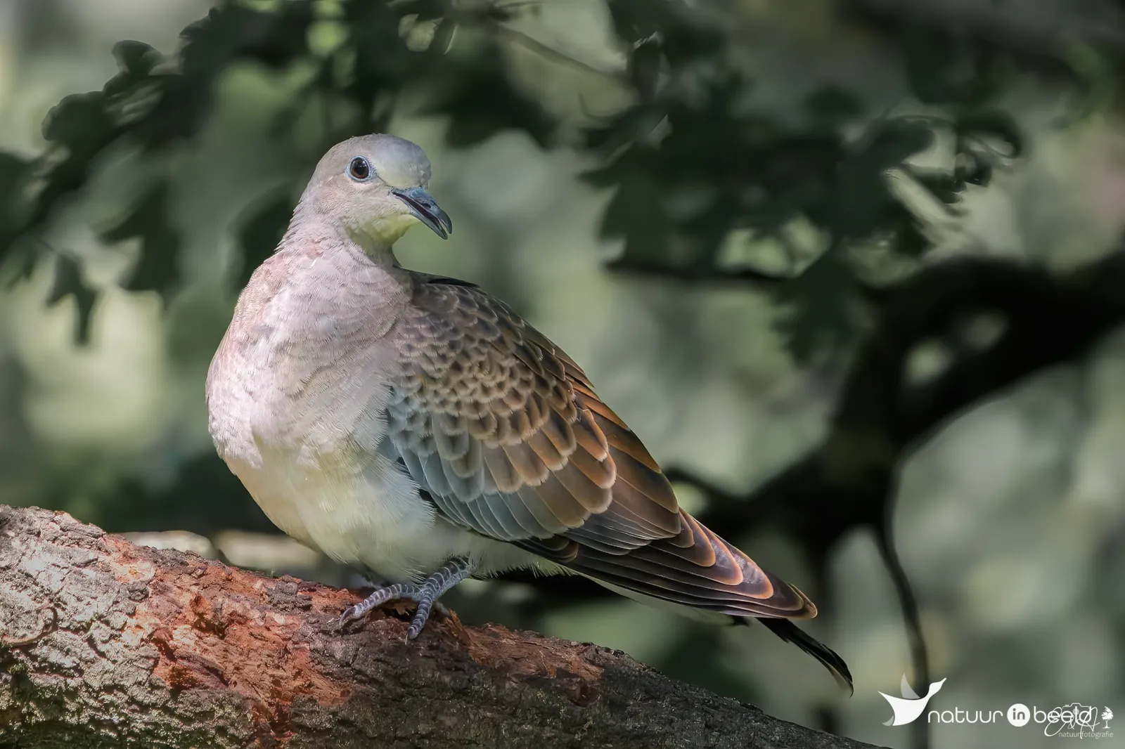 Zomertortel — natuurfoto van E&A Natuurfotografie 