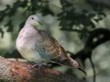 Duiven