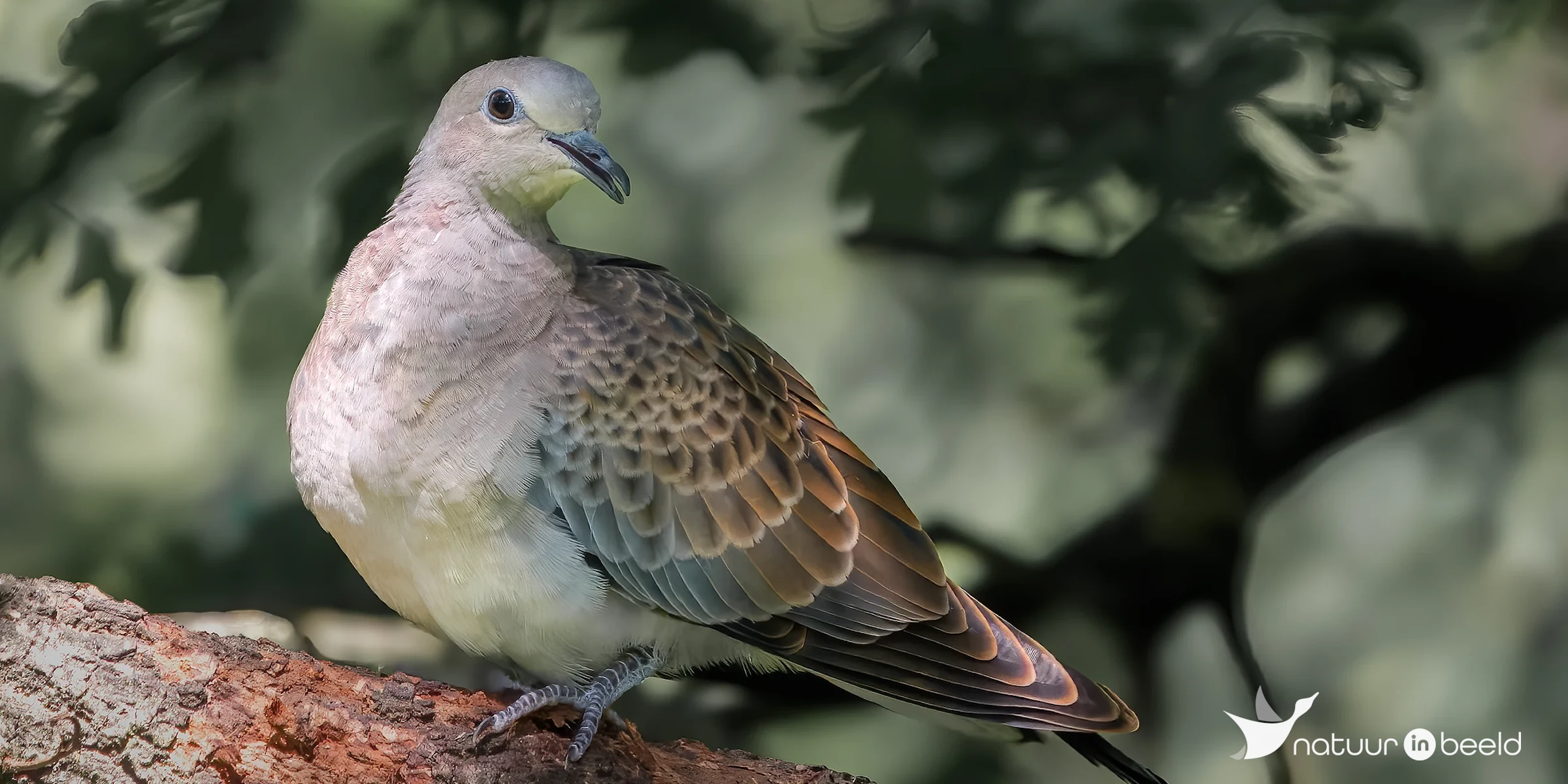Zomertortel — natuurfoto van E&A Natuurfotografie