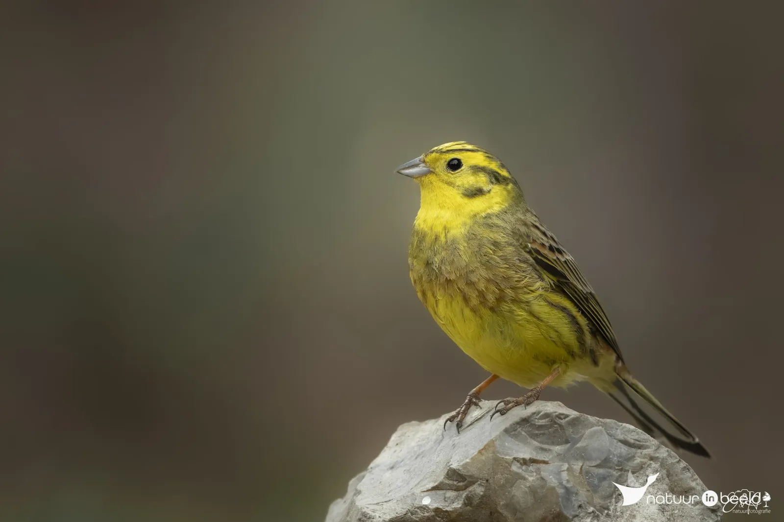 Geelgors — natuurfoto van E&A Natuurfotografie 