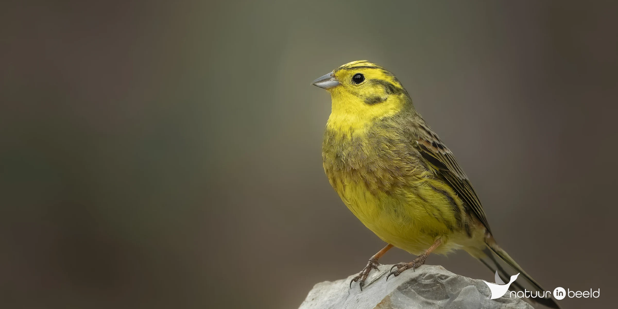 Geelgors — natuurfoto van E&A Natuurfotografie