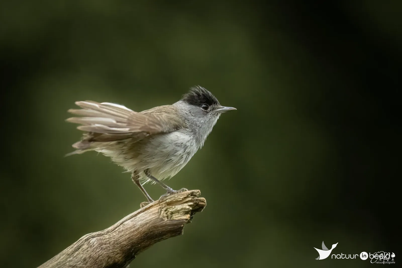 Zwartkop — natuurfoto van E&A Natuurfotografie 