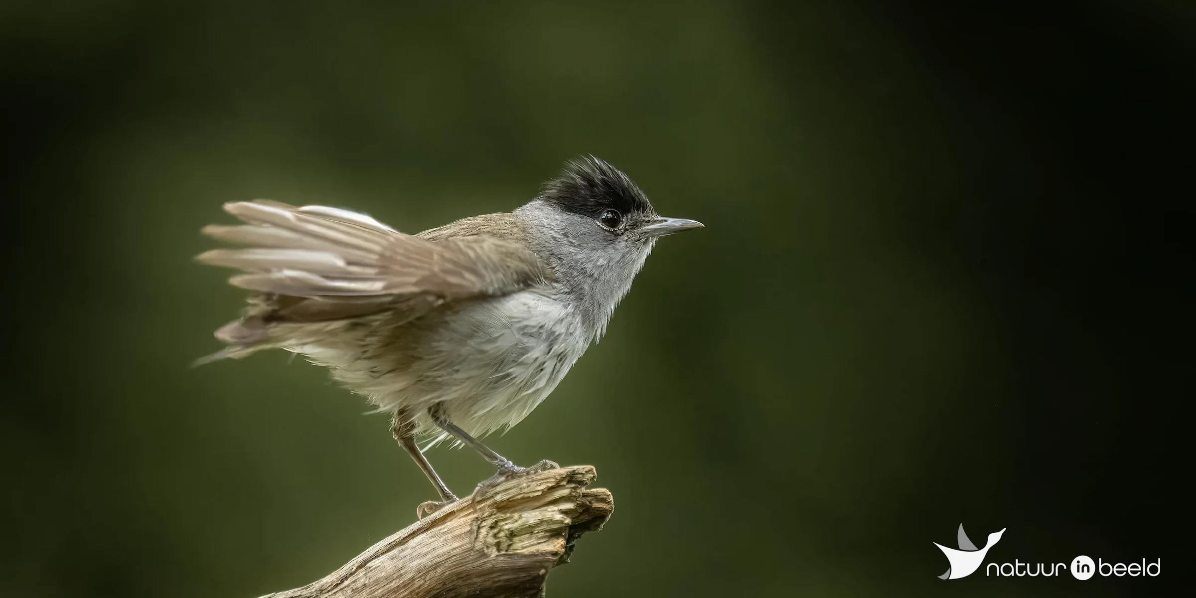 Zwartkop — natuurfoto van E&A Natuurfotografie