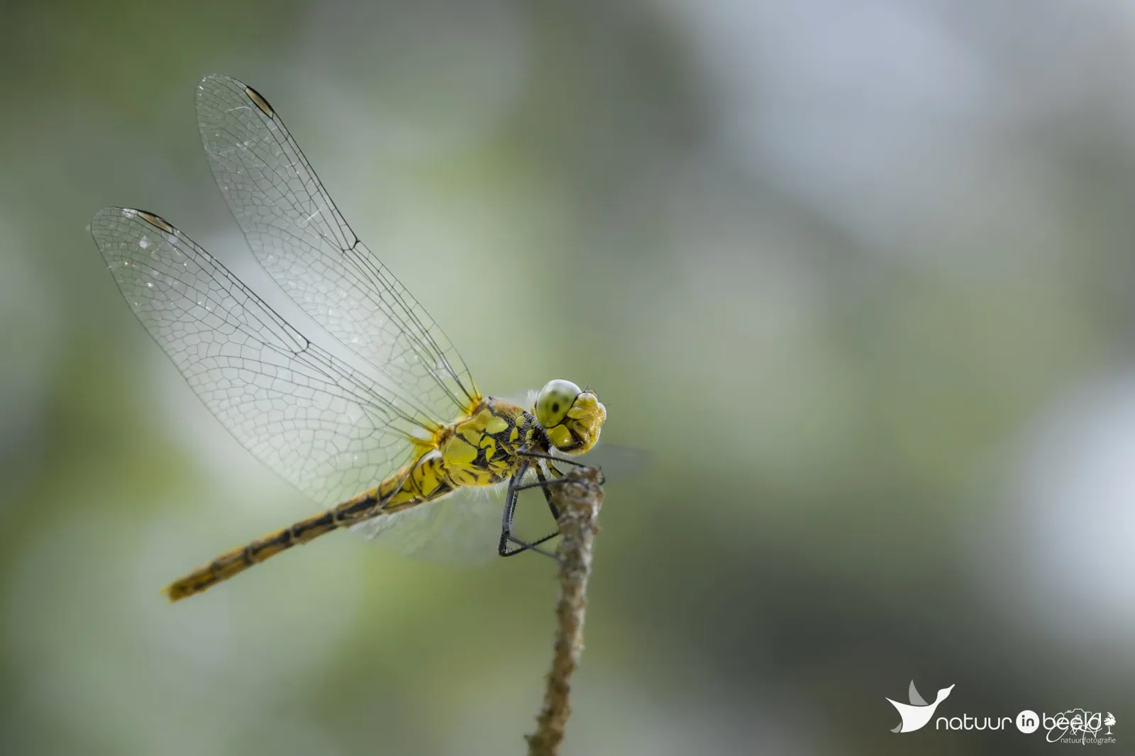 Bloedrode heidelibel — natuurfoto van E&A Natuurfotografie 