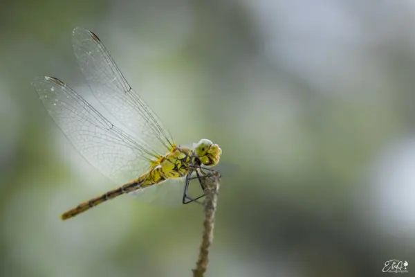 Bloedrode heidelibel