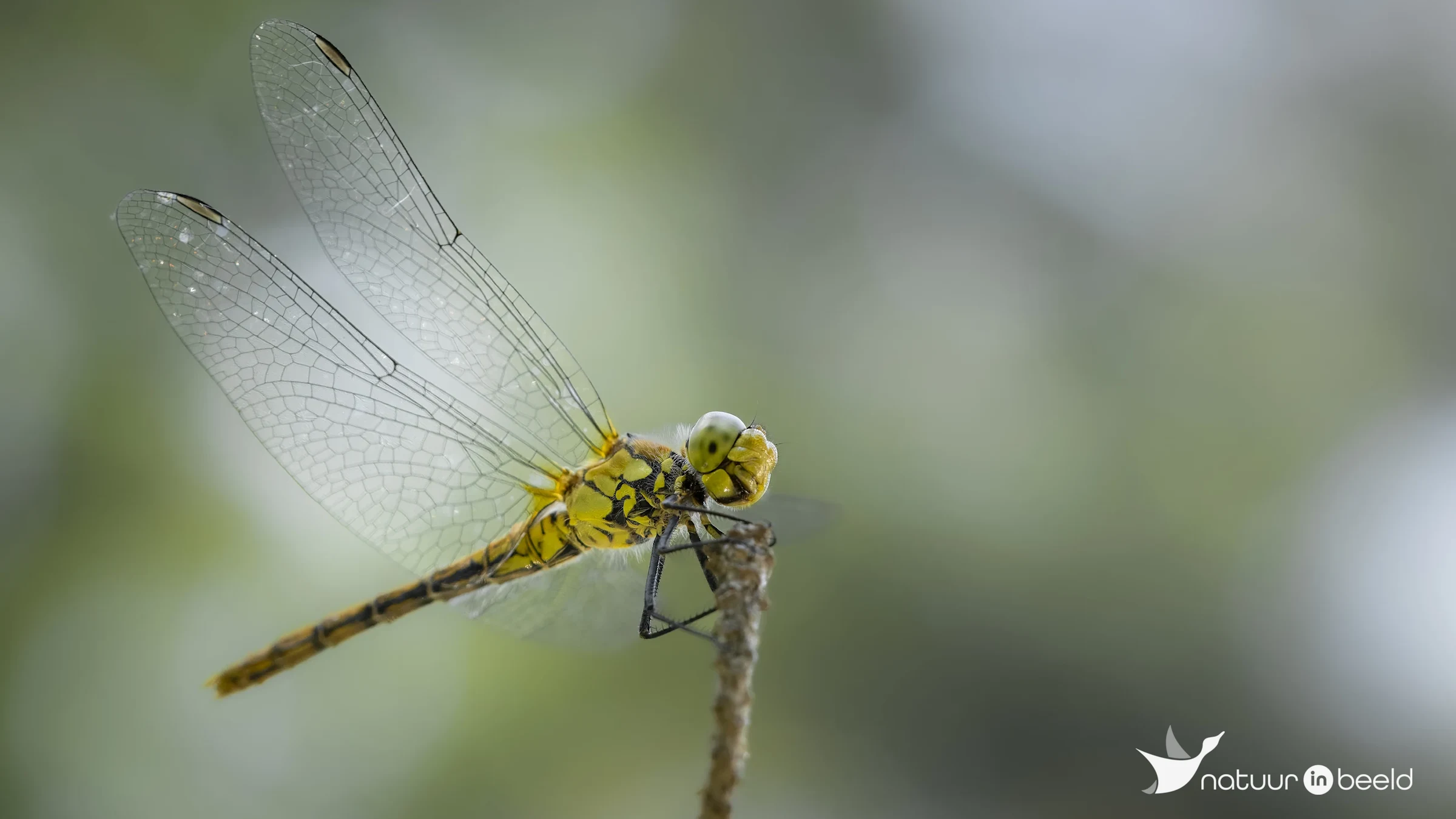 Bloedrode heidelibel — natuurfoto van E&A Natuurfotografie