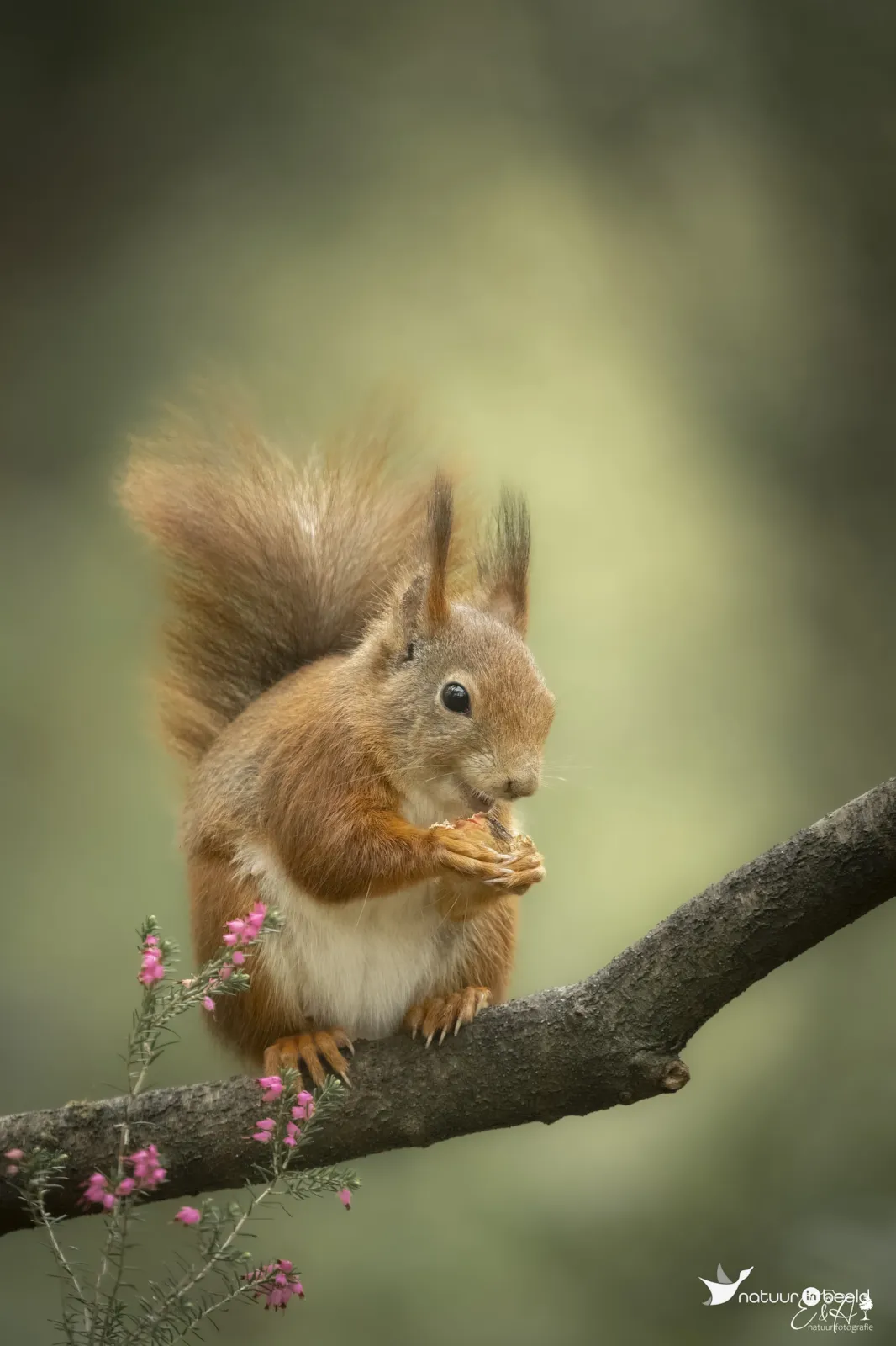Eekhoorn — natuurfoto van E&A Natuurfotografie 