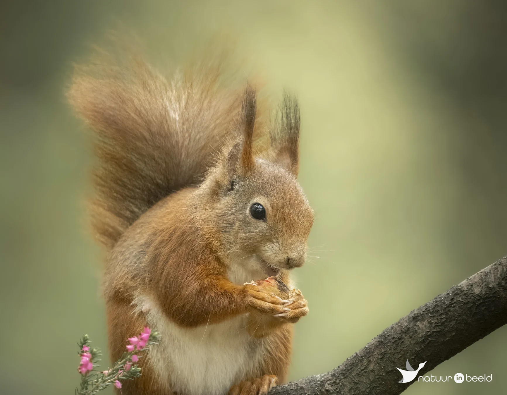 Eekhoorn — natuurfoto van E&A Natuurfotografie