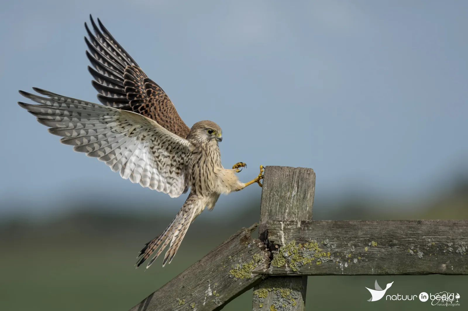 Torenvalk is landing — natuurfoto van E&A Natuurfotografie 