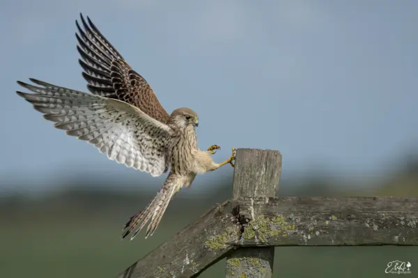 Torenvalk is landing