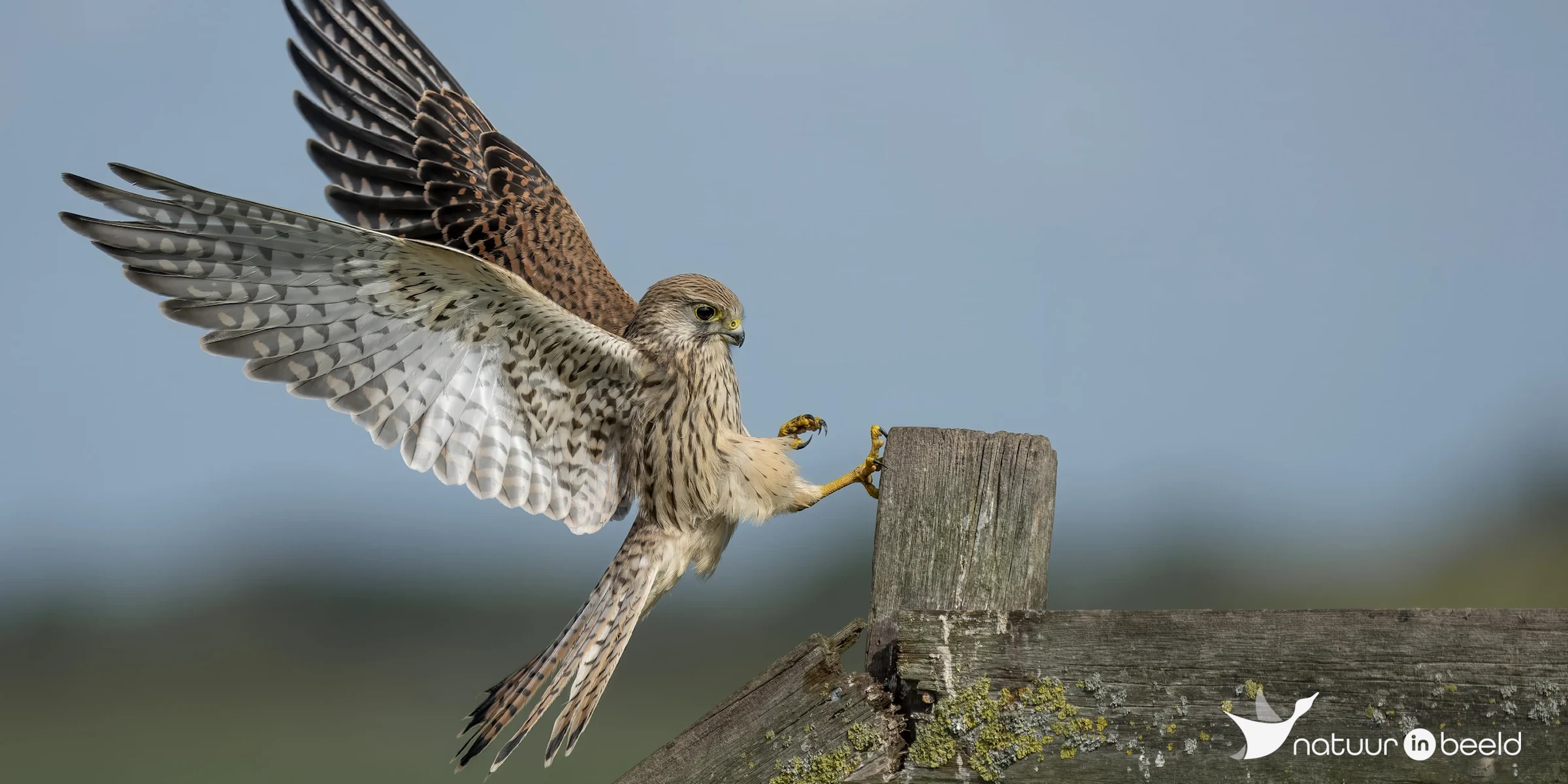 Torenvalk is landing — natuurfoto van E&A Natuurfotografie