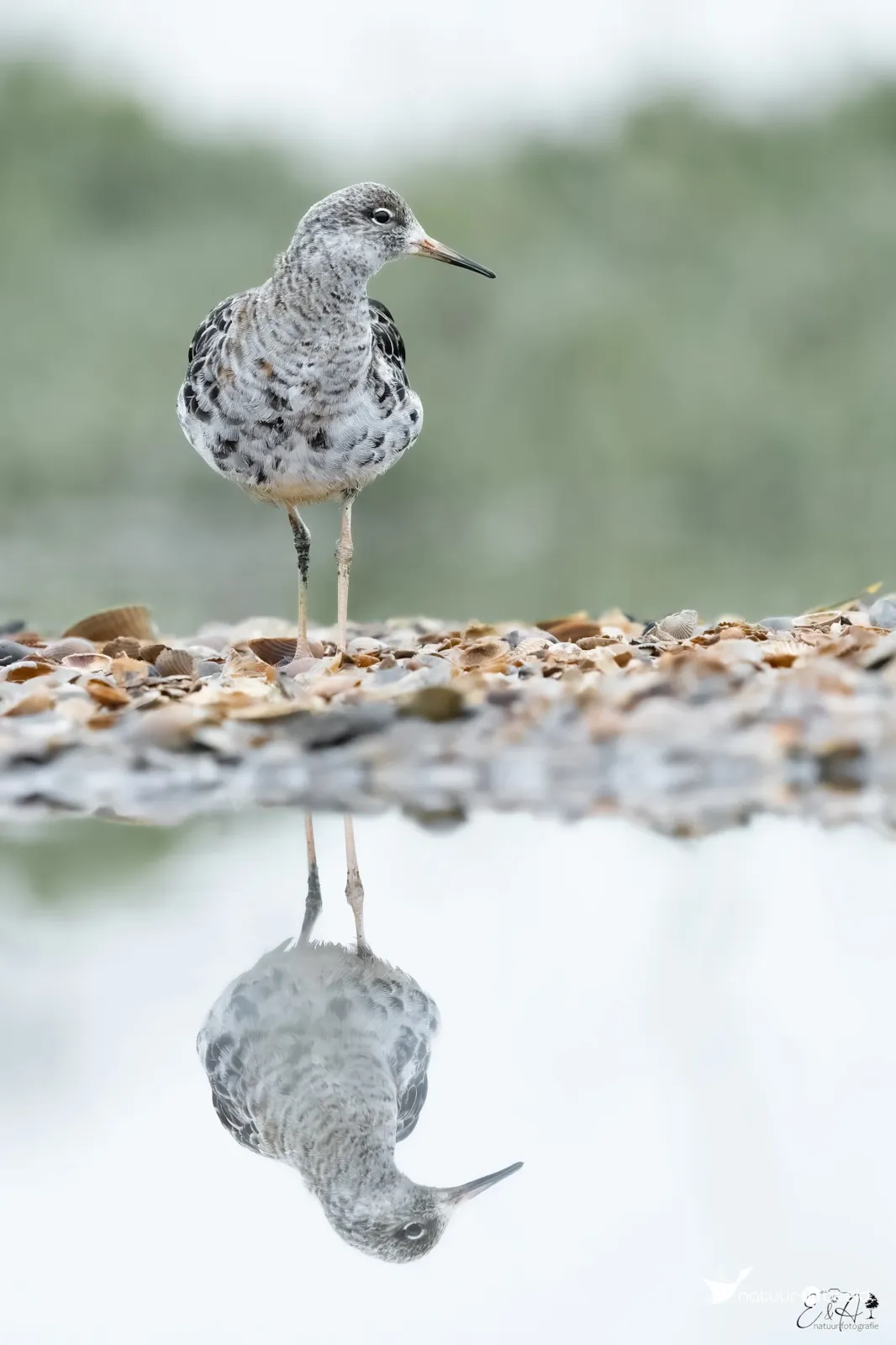 Kemphaan — natuurfoto van E&A Natuurfotografie 
