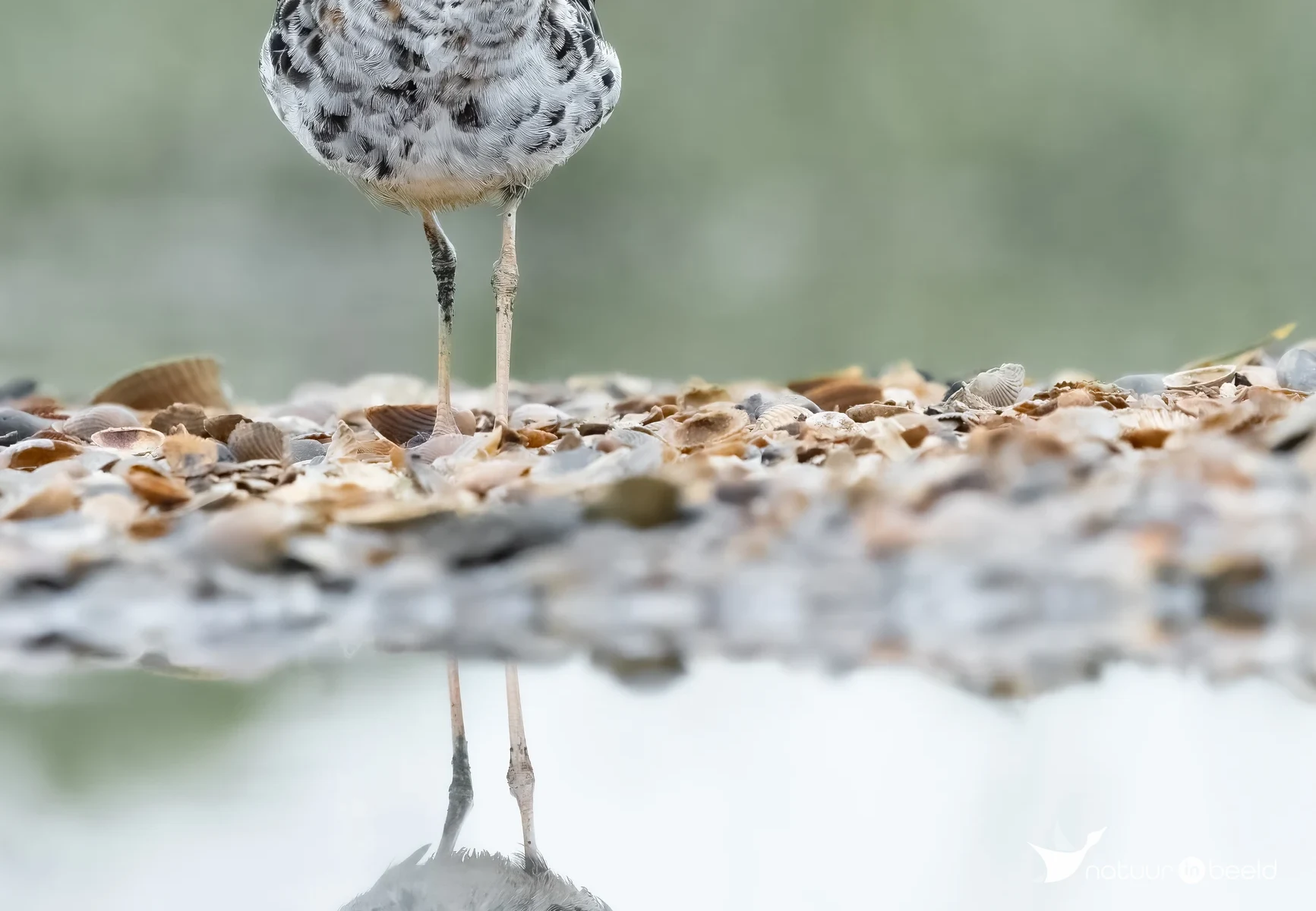 Kemphaan — natuurfoto van E&A Natuurfotografie