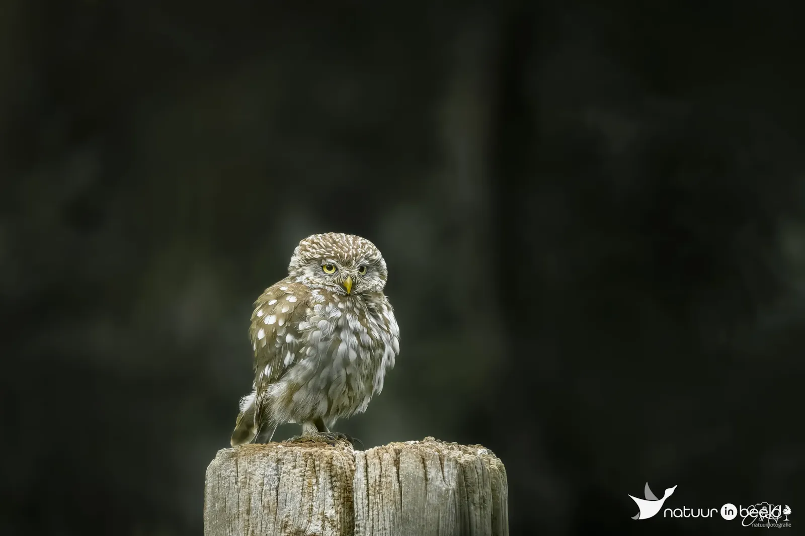 Steenuil op de uitkijk — natuurfoto van E&A Natuurfotografie 