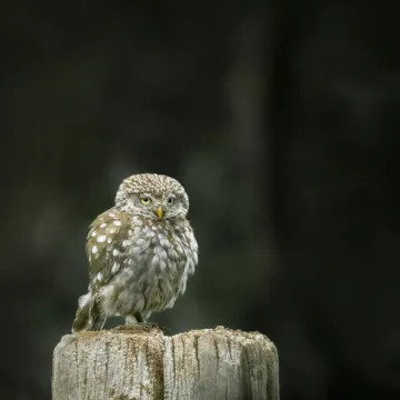 E&A Natuurfotografie