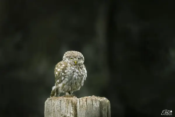 Steenuil op de uitkijk
