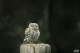 E&A Natuurfotografie 