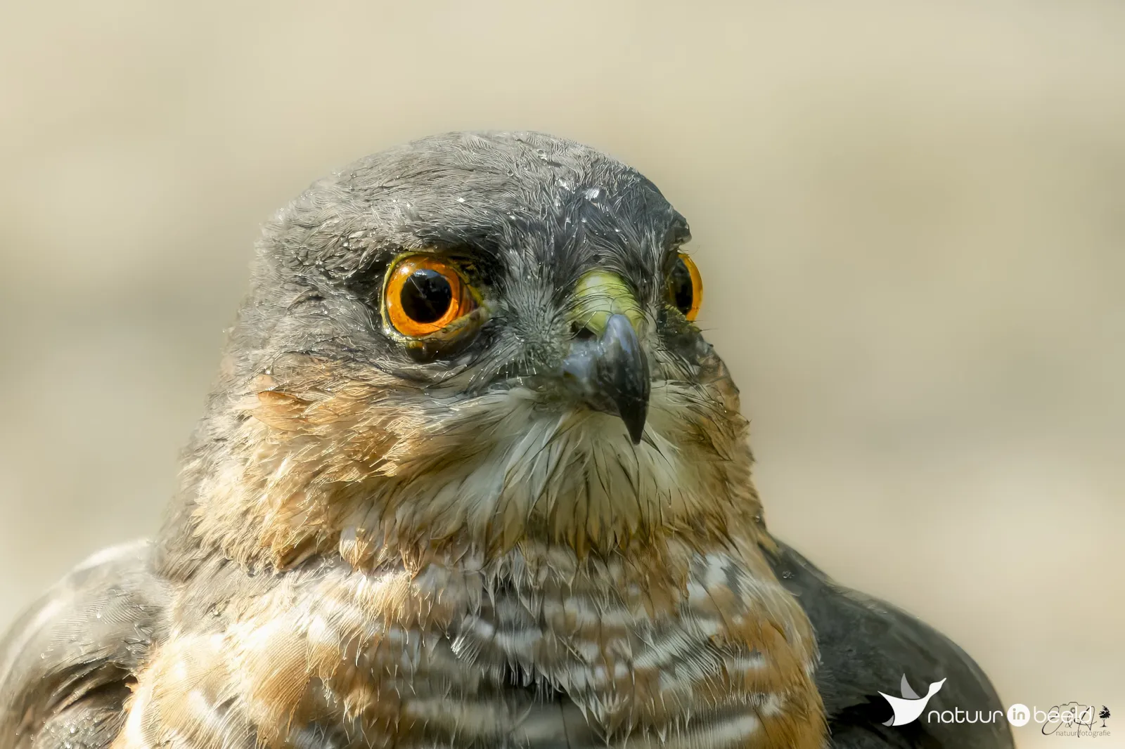 Sperwer — natuurfoto van E&A Natuurfotografie 