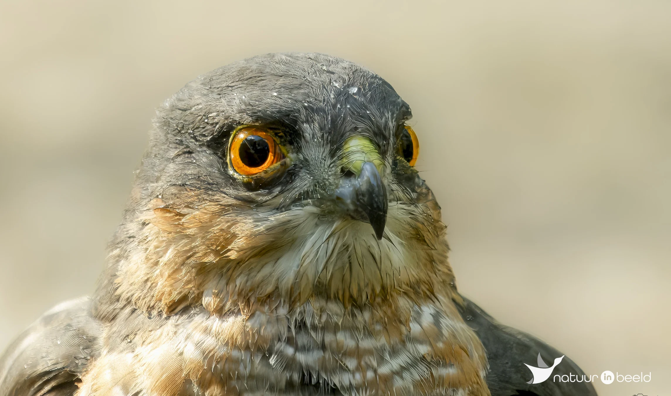 Sperwer — natuurfoto van E&A Natuurfotografie