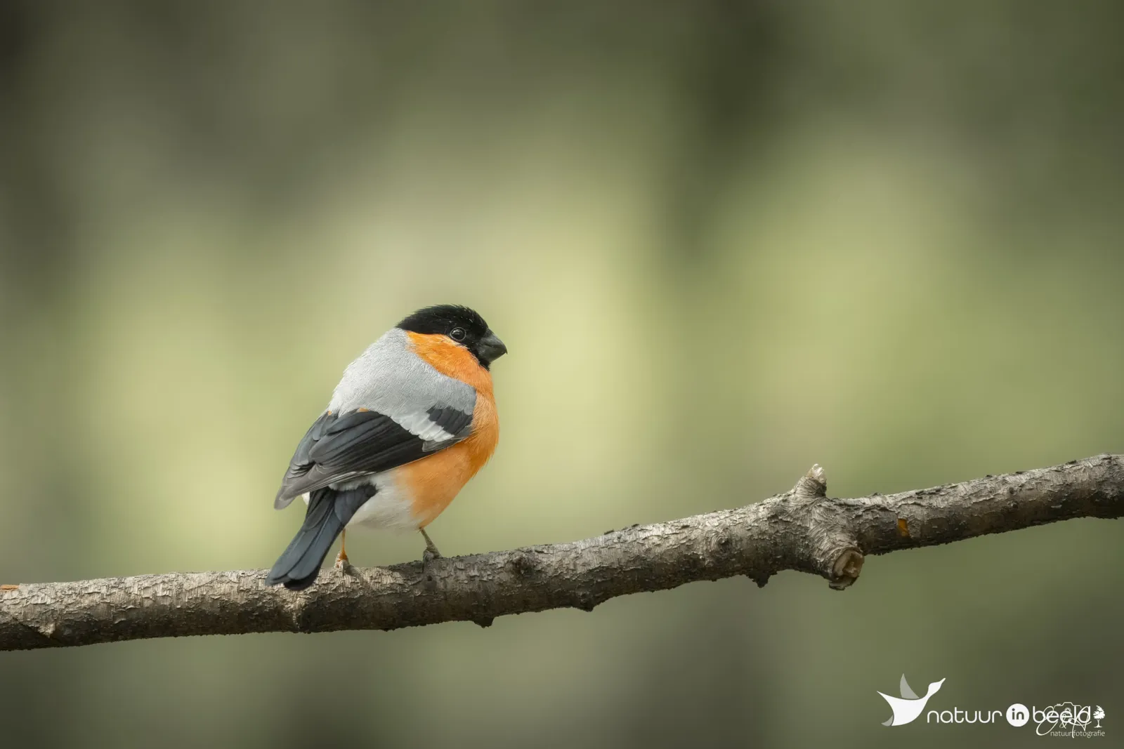 Goudvink — natuurfoto van E&A Natuurfotografie 