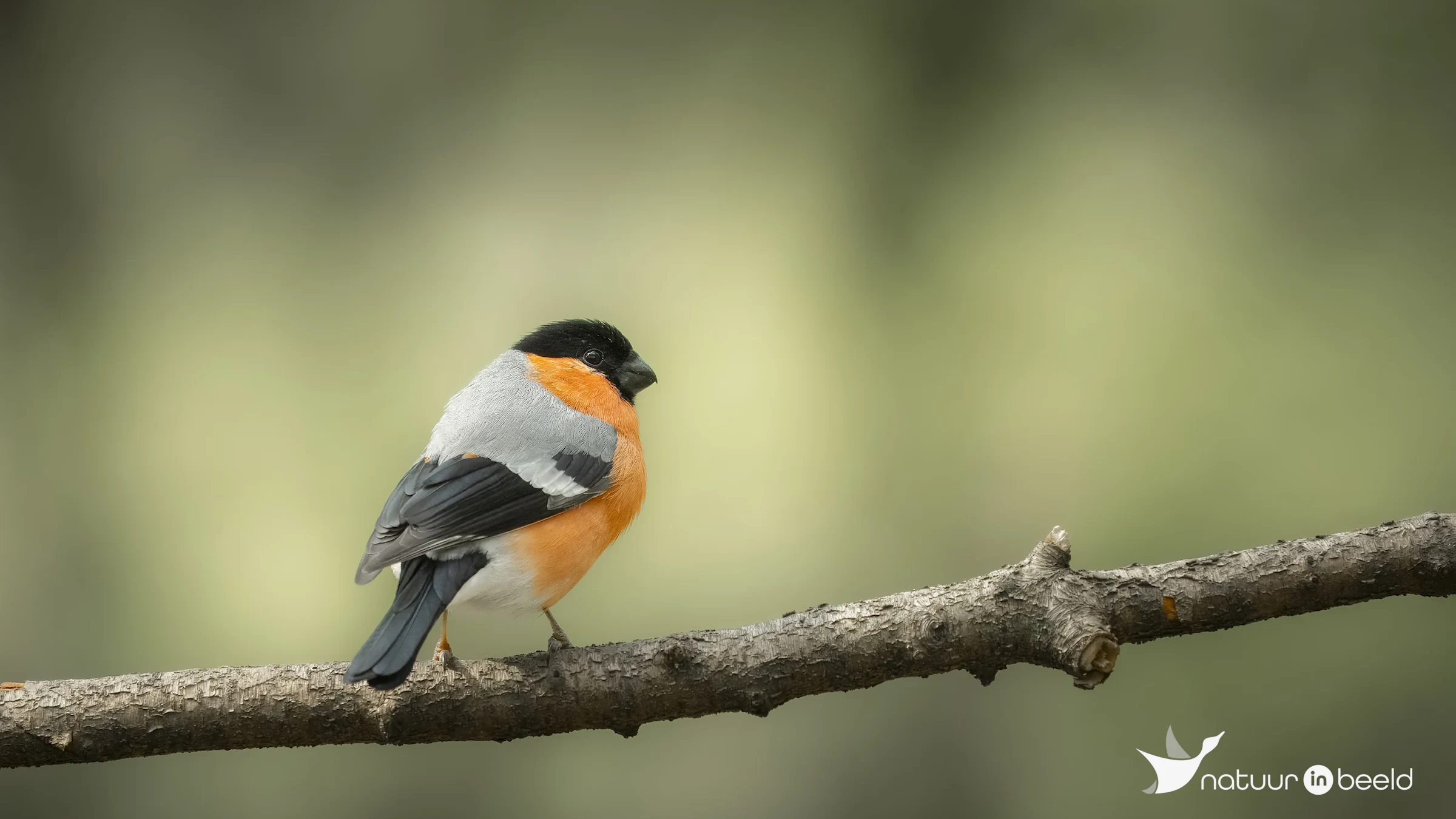 Goudvink — natuurfoto van E&A Natuurfotografie