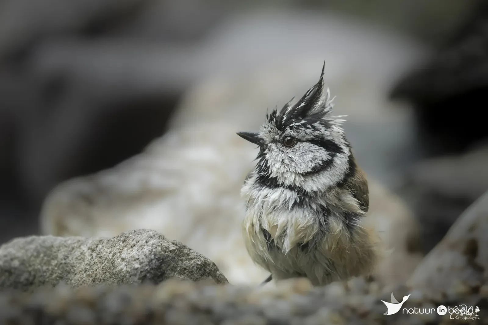 Kuifmees — natuurfoto van E&A Natuurfotografie 