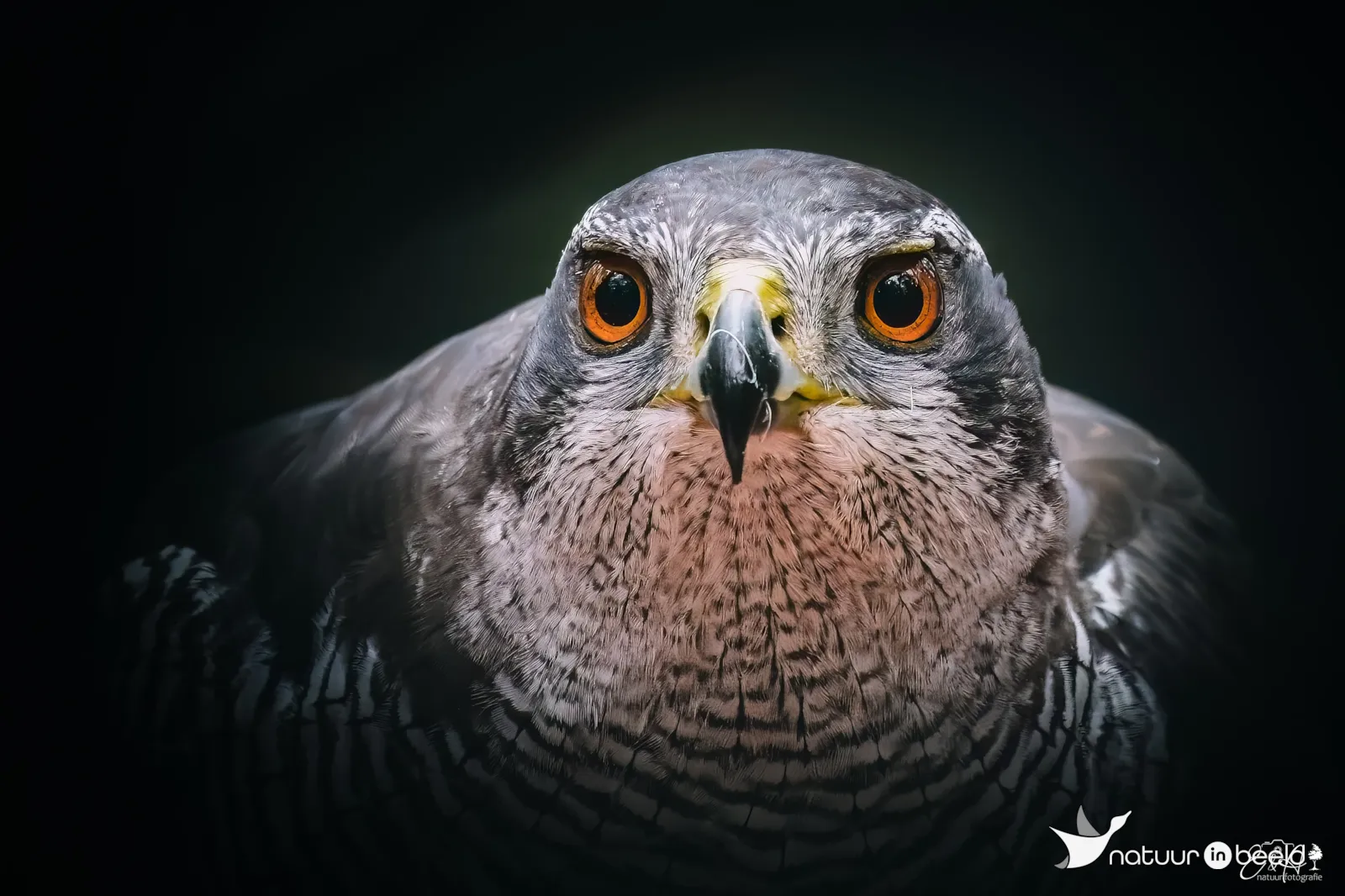 Havik in closeup — natuurfoto van E&A Natuurfotografie 