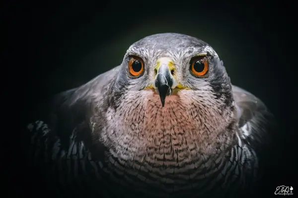 Havik in closeup