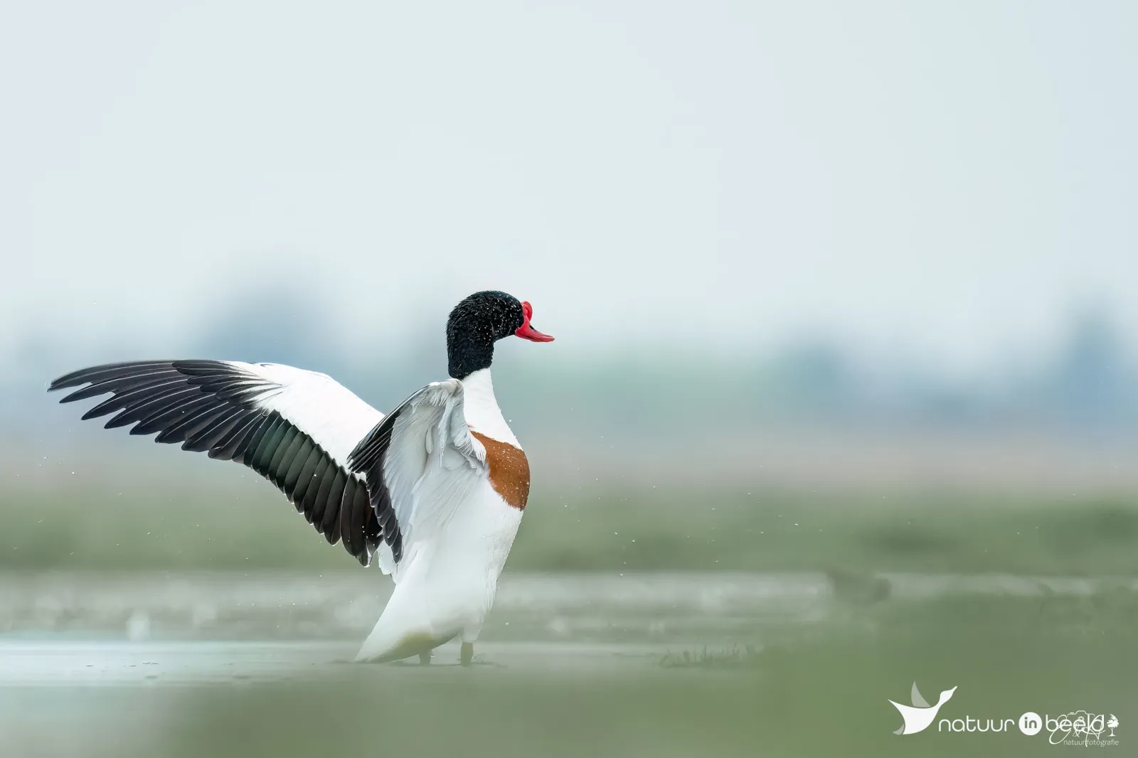 Bergeend — natuurfoto van E&A Natuurfotografie 