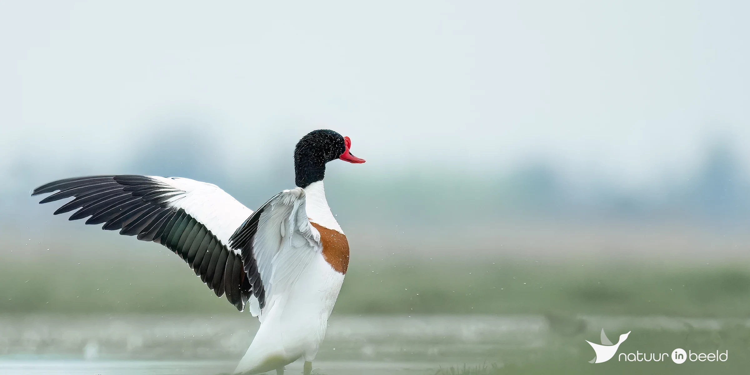 Bergeend — natuurfoto van E&A Natuurfotografie