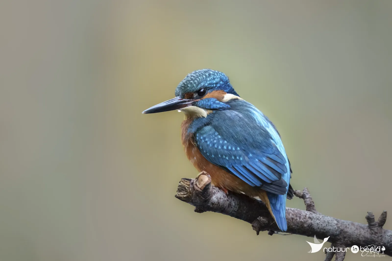 IJsvogel — natuurfoto van E&A Natuurfotografie 