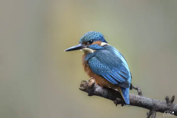 IJsvogel