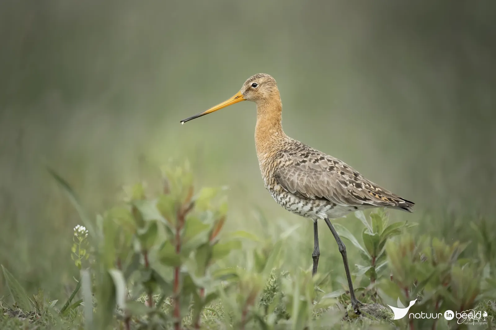 Grutto — natuurfoto van E&A Natuurfotografie 
