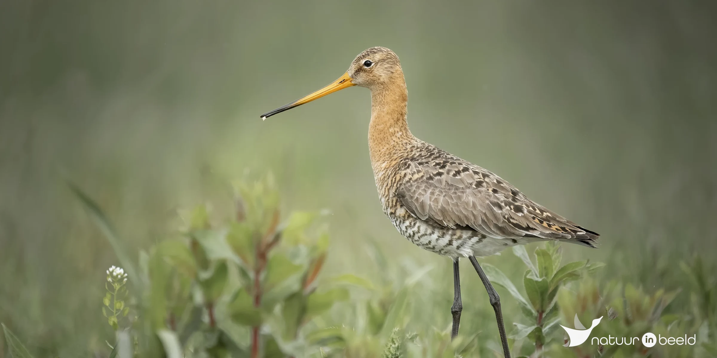 Grutto — natuurfoto van E&A Natuurfotografie